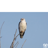 گونه کورکور بال سیاه Black-winged Kite